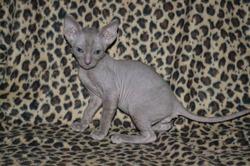 Котята Корниш рекс