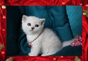 снежно серебристые британские котята