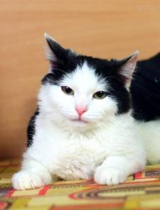 В дар очаровательный котейка Тимоша
