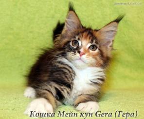 Мейн Кун – Чистокровные котята!