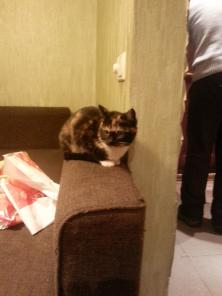 котятки