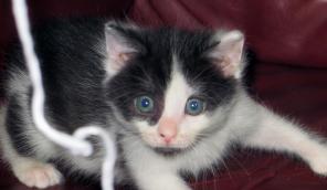 Котенок Пиратик ищет дом!