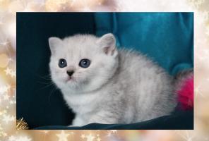 эксклюзивные британские котята