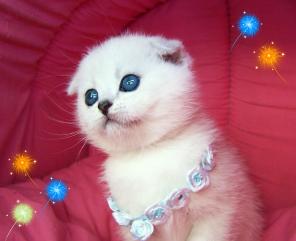 снежно серебристые вислоухие котята