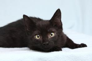 Котенок Фидель в надежные руки