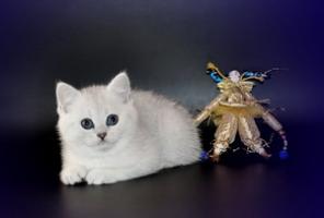 Котенок британской шиншиллы