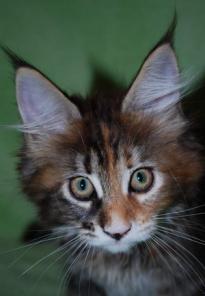 Котята Мейн Кун, 2 девочки в разведение