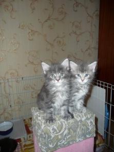 котята мейн кун продажа им уже 2.5 ммсяца