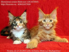 Чистокровные Котята Мейн Кун!