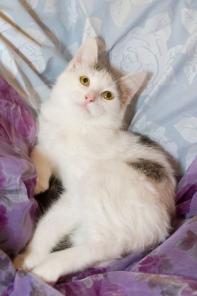 Котенок Белок ищет дом