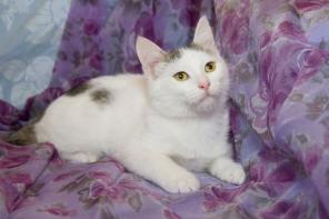 Котенок Белок ищет дом