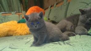 Британские клубные котята