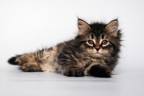 Сибирские котята из питомника Baraj (Бараж)