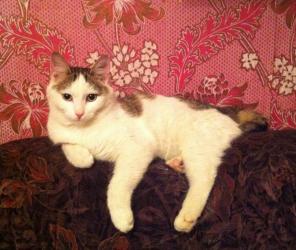 Котик Елисей в добрые руки