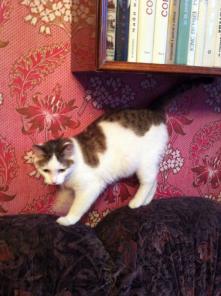 Котик Елисей в добрые руки