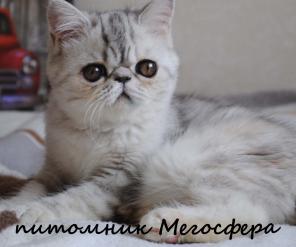 Экзотическая короткошерстная
