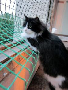 Скромный спокойный котик в дар