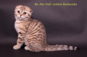 Шотландский вислоухий котенок золотого окраса