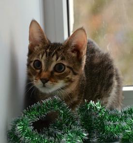 Котенок - морячок ищет дом!