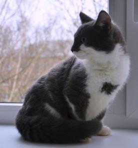 Плюшевый котенок Колобок хочет домой!