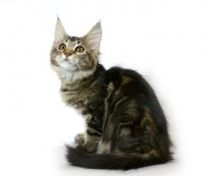 Продаются котята мейн кун
