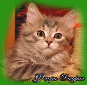Сибирские симпатичные котята