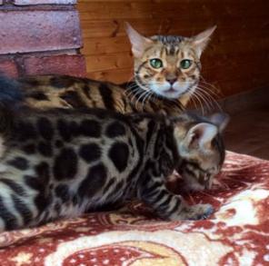 Бенгальские котята
