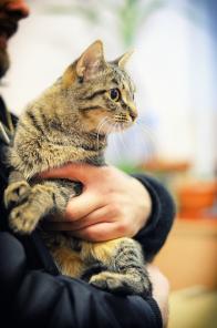 Полосатая кошечка Голландия в хорошие руки! (СПб)