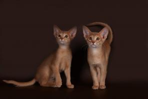 Абиссинские котята. Питомника AbySharm