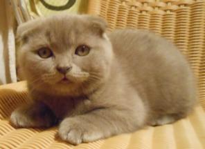 Клубные шотландские вислоухие и прямоухие котики.4 мес.