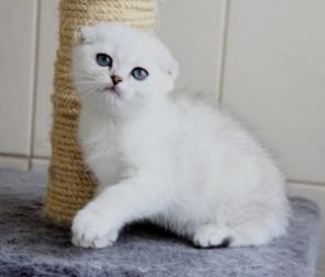 Драгоценные вислоушки!