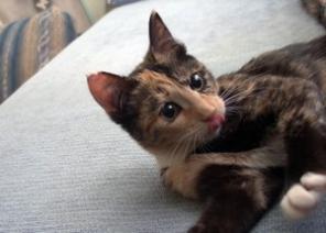 Котенок в добрые руки