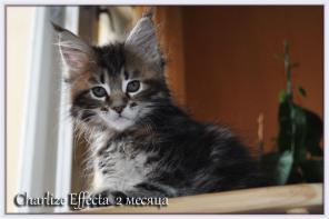 Котята Мейн-Кун