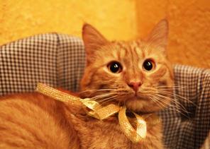 Рыжий, добрый, полосатый кот Патрик