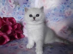 Британские котята