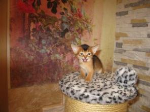 Абиссинские котята