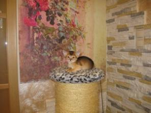 Абиссинские котята