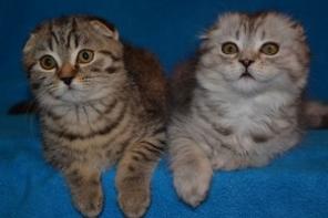 Шотландские вислоухие котята