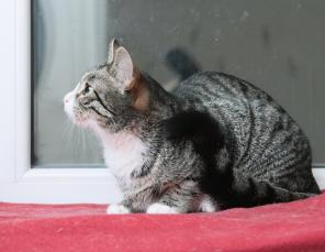 Кошечка Холли ищет добрые руки!
