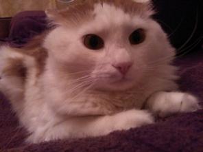 Котик в добрые руки