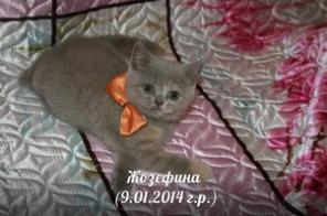 Британская короткошерстная