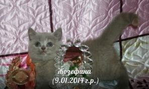 Британская короткошерстная