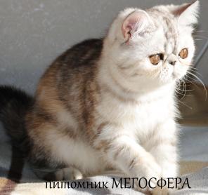 Экзотическая короткошерстная