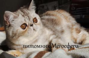 Экзотическая короткошерстная