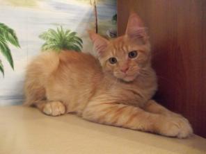 Котята породы Мейн-Кун
