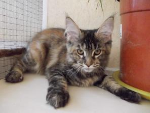 Котята породы Мейн-Кун