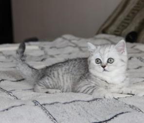 Вислоухие, британские, хайленд страйт котята