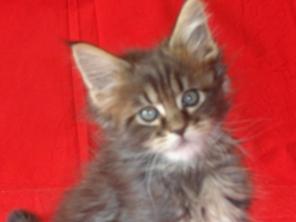 Продаю котят породы Мейн-кун (Maine Coon)