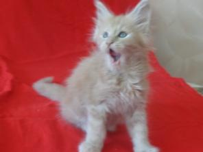 Продаю котят породы Мейн-кун (Maine Coon)