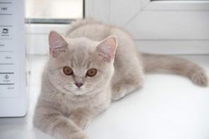 Продаются британские короткошерстные котята